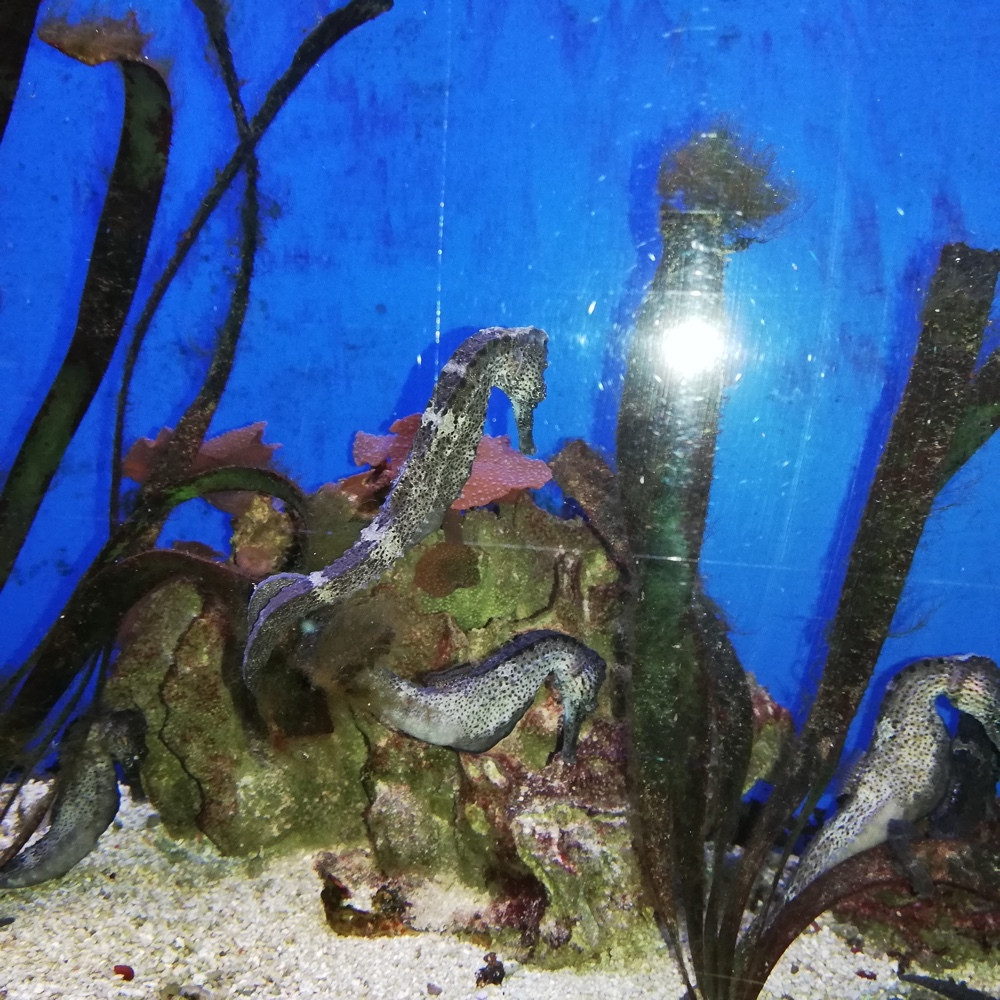 2022-05-Aquarium-002