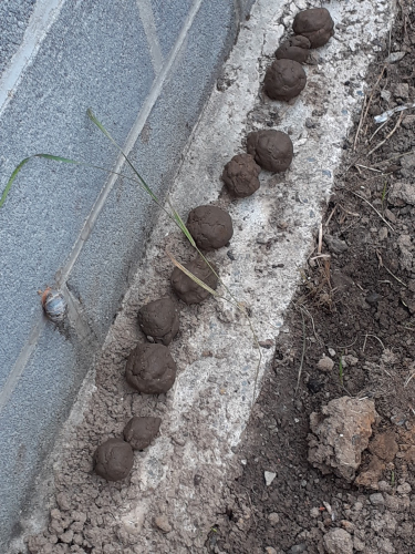 2021-09-Un-jardin-004